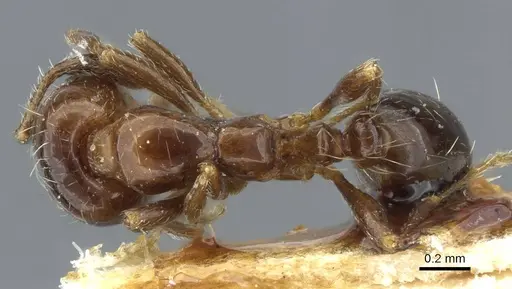 Solenopsis egregia specimen