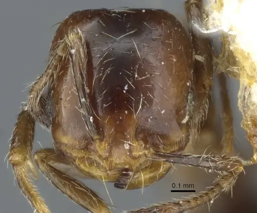 Solenopsis egregia specimen