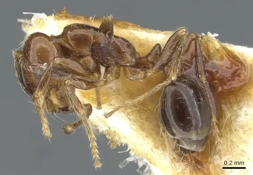 Solenopsis egregia specimen