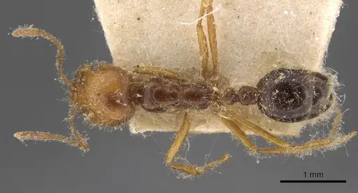 Solenopsis electra specimen