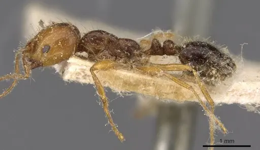 Solenopsis electra specimen