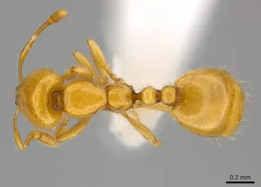 Solenopsis elhawagryi specimen
