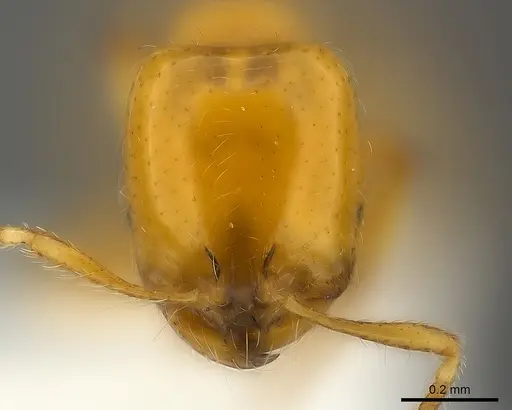 Solenopsis elhawagryi specimen