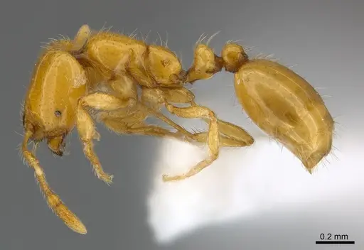 Solenopsis elhawagryi specimen