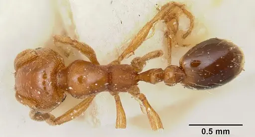 Solenopsis emiliae specimen