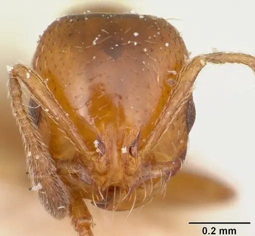 Solenopsis emiliae specimen