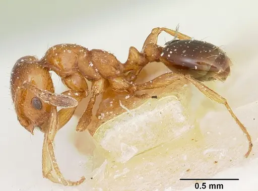 Solenopsis emiliae specimen