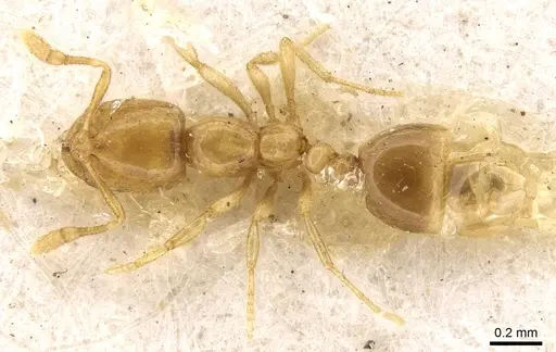 Solenopsis fairchildi specimen