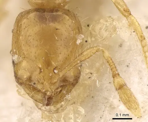 Solenopsis fairchildi specimen