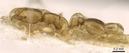 Solenopsis fairchildi specimen