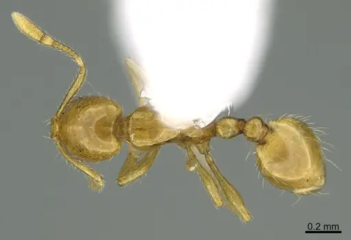 Solenopsis franki specimen