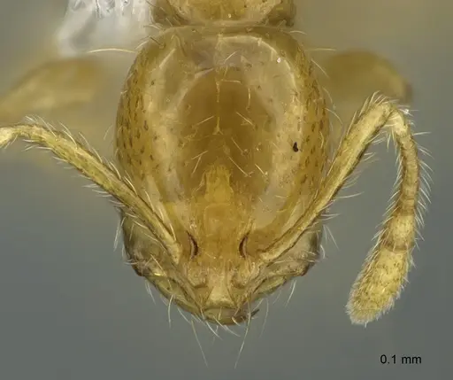 Solenopsis franki specimen