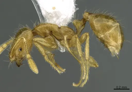 Solenopsis franki specimen