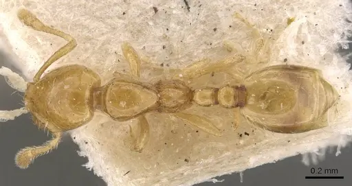 Solenopsis franki - CASENT0908831