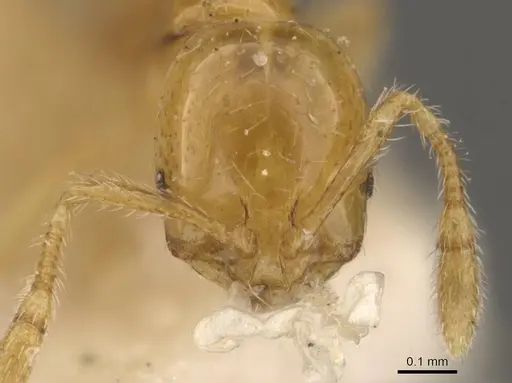 Solenopsis franki - CASENT0908831