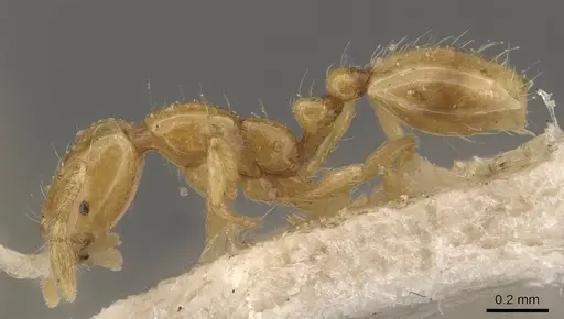 Solenopsis franki - CASENT0908831