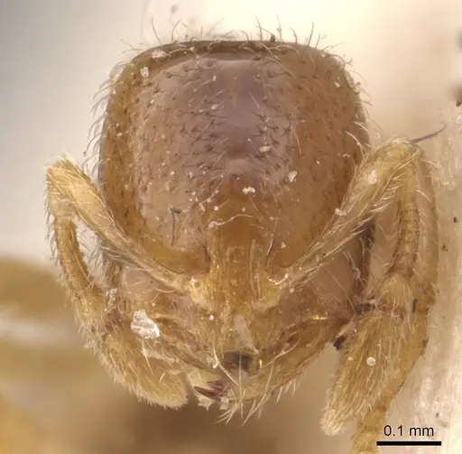 Solenopsis froggatti specimen