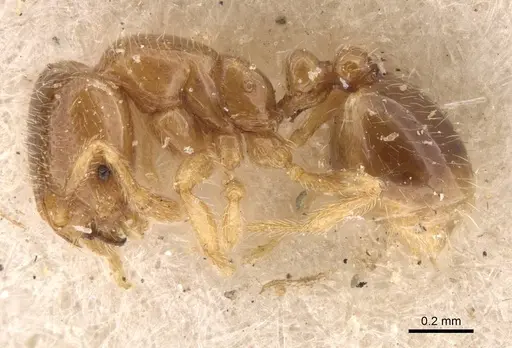 Solenopsis froggatti specimen