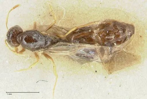 Solenopsis froggatti - FOCOL1876