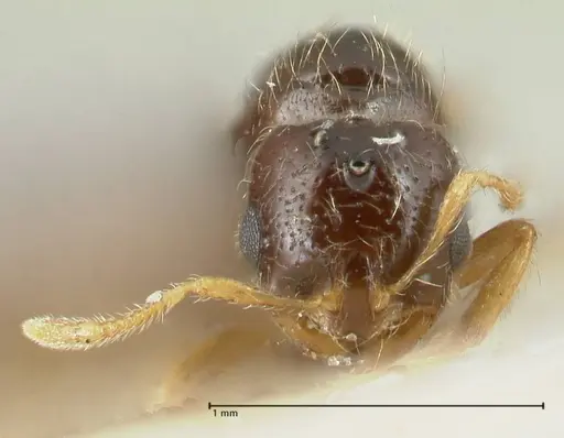 Solenopsis froggatti - FOCOL1876