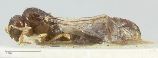 Solenopsis froggatti - FOCOL1876