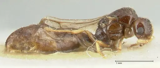 Solenopsis froggatti - FOCOL1876