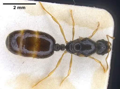 Solenopsis fugax specimen