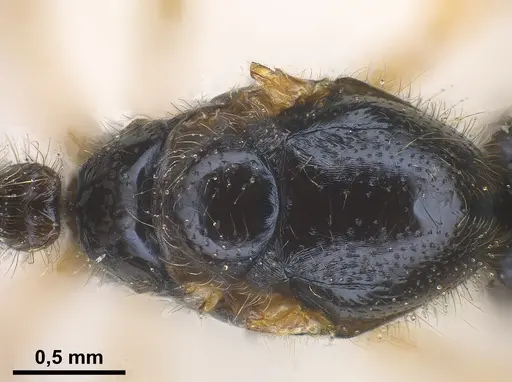 Solenopsis fugax specimen