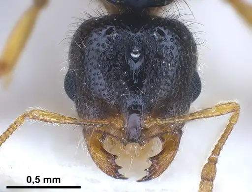 Solenopsis fugax specimen