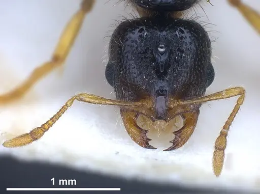 Solenopsis fugax - ANTWEB1041289