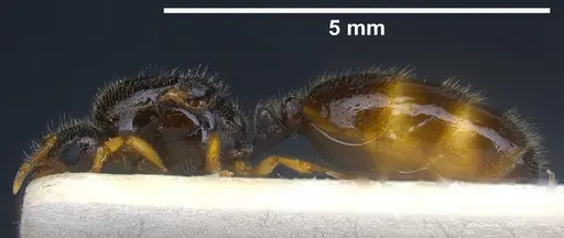 Solenopsis fugax - ANTWEB1041289