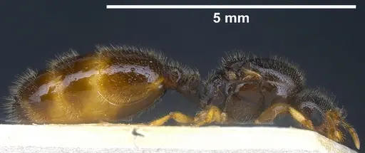 Solenopsis fugax - ANTWEB1041289