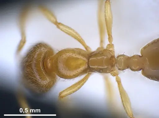 Solenopsis fugax - ANTWEB1041290