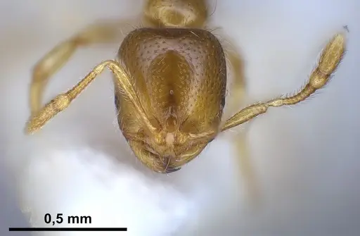 Solenopsis fugax - ANTWEB1041290