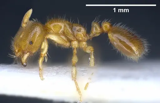 Solenopsis fugax - ANTWEB1041290