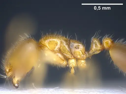 Solenopsis fugax - ANTWEB1041290