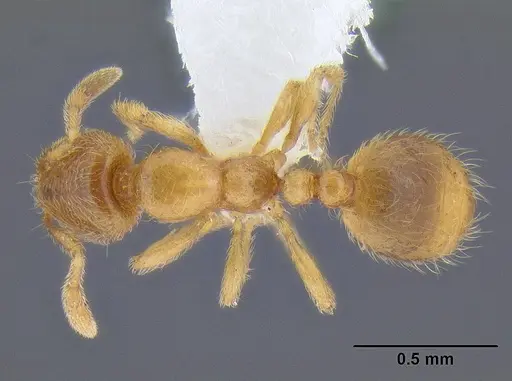 Solenopsis fugax - CASENT0106291
