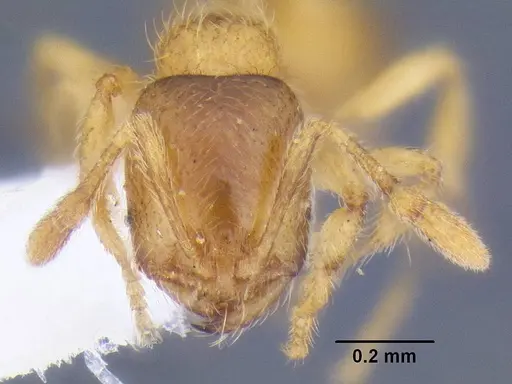 Solenopsis fugax - CASENT0106291