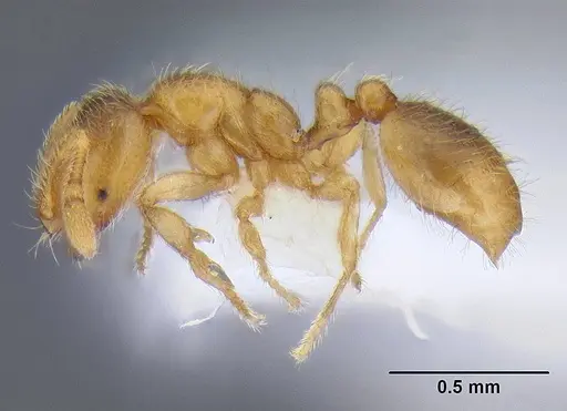 Solenopsis fugax - CASENT0106291