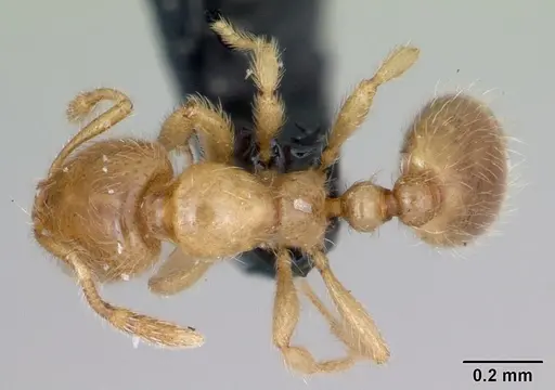 Solenopsis fugax - CASENT0173147