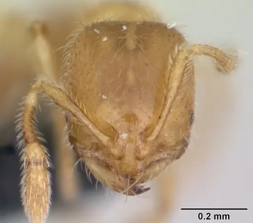Solenopsis fugax - CASENT0173147