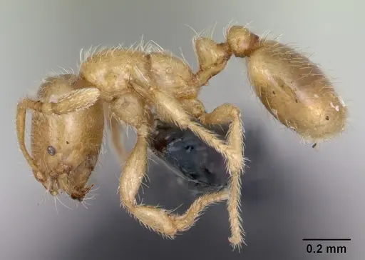 Solenopsis fugax - CASENT0173147