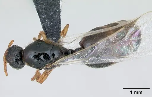 Solenopsis fugax - CASENT0173182