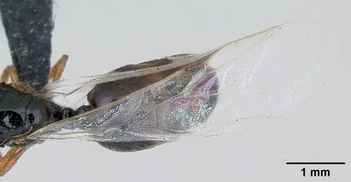 Solenopsis fugax - CASENT0173182