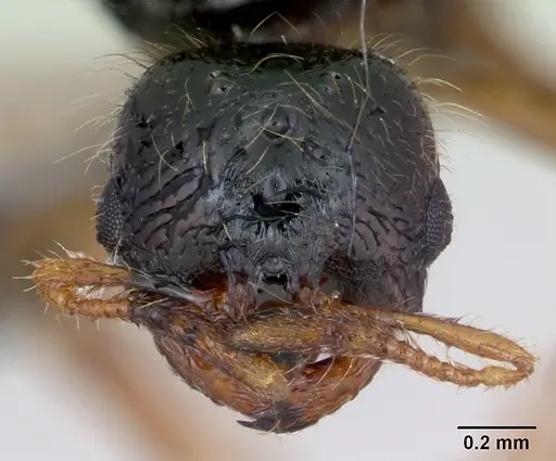 Solenopsis fugax - CASENT0173182