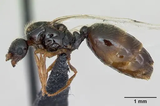 Solenopsis fugax - CASENT0173182