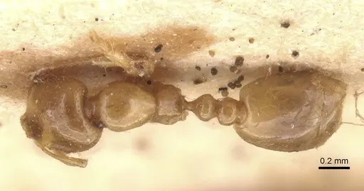 Solenopsis fugax - CASENT0913598