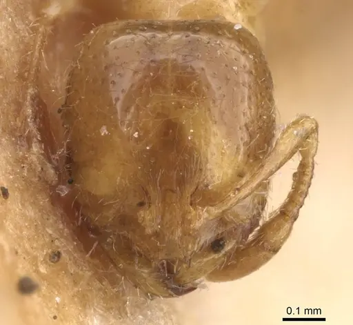 Solenopsis fugax - CASENT0913598