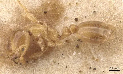 Solenopsis fugax - CASENT0913598
