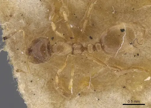 Solenopsis fugax - CASENT0913599